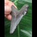 5,4 cm dunkler Zahn des Carcharocles Auriculatus [TX843]