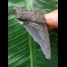 5,4 cm dunkler Zahn des Carcharocles Auriculatus [TX843]