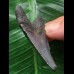 5,4 cm dunkler Zahn des Carcharocles Auriculatus [TX843]