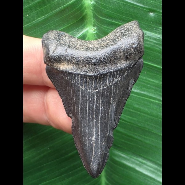 5,1 cm schwarzer dolchförmiger Zahn des Megalodon
