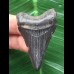 5,1 cm schwarzer dolchförmiger Zahn des Megalodon