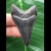 5,1 cm schwarzer dolchförmiger Zahn des Megalodon