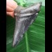 5,1 cm schwarzer dolchförmiger Zahn des Megalodon