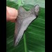 5,1 cm schwarzer dolchförmiger Zahn des Megalodon