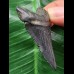 5,1 cm schwarzer dolchförmiger Zahn des Megalodon