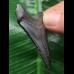 5,1 cm schwarzer dolchförmiger Zahn des Megalodon