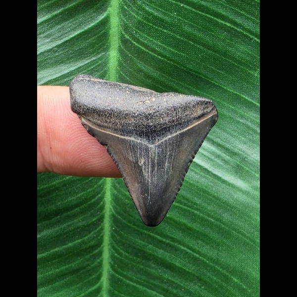 2,9 cm blauer Zahn des Megalodon 2,9 cm blauer Zahn des Megalodon