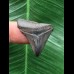 2,9 cm blauer Zahn des Megalodon 2,9 cm blauer Zahn des Megalodon