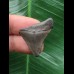 2,9 cm blauer Zahn des Megalodon 2,9 cm blauer Zahn des Megalodon