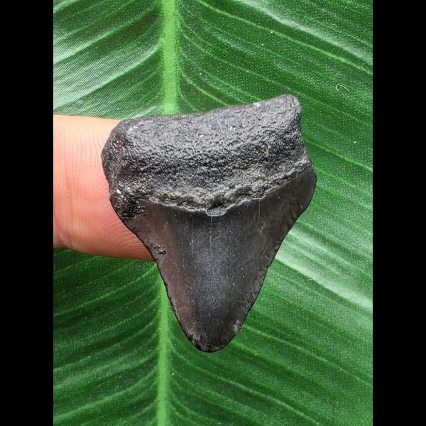 2,9 cm schwarzer Zahn des Megalodon 2,9 cm schwarzer Zahn des Megalodon