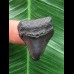 2,9 cm schwarzer Zahn des Megalodon 2,9 cm schwarzer Zahn des Megalodon