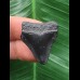 2,9 cm schwarzer Zahn des Megalodon 2,9 cm schwarzer Zahn des Megalodon