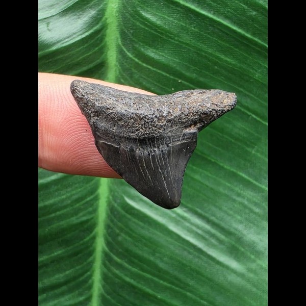 2,5 cm graublauer Zahn des Megalodon 2,5 cm graublauer Zahn des Megalodon