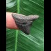 2,5 cm graublauer Zahn des Megalodon 2,5 cm graublauer Zahn des Megalodon
