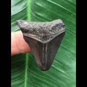 3,7 cm schwarzer Zahn des Megalodon