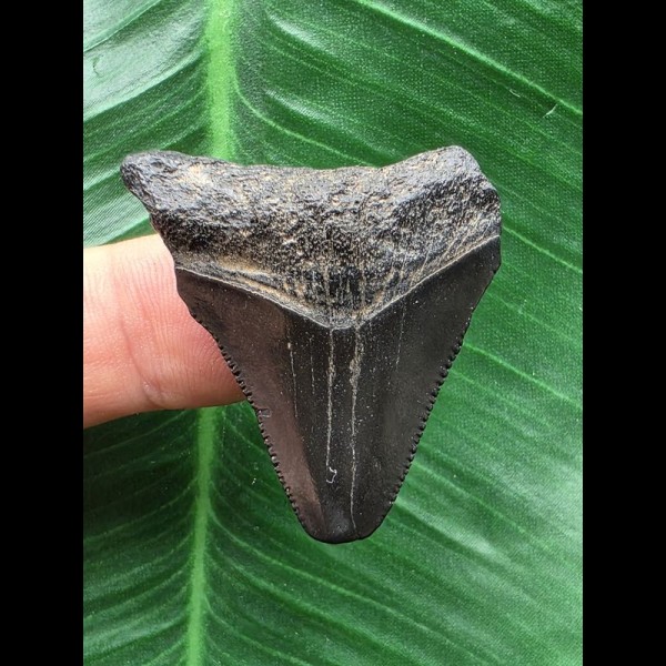 3,7 cm schwarzer Zahn des Megalodon 3,7 cm schwarzer Zahn des Megalodon