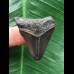 3,7 cm schwarzer Zahn des Megalodon 3,7 cm schwarzer Zahn des Megalodon
