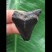 3,7 cm schwarzer Zahn des Megalodon 3,7 cm schwarzer Zahn des Megalodon