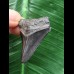 3,7 cm schwarzer Zahn des Megalodon 3,7 cm schwarzer Zahn des Megalodon
