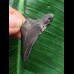 3,7 cm schwarzer Zahn des Megalodon 3,7 cm schwarzer Zahn des Megalodon