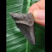 3,7 cm schwarzer Zahn des Megalodon 3,7 cm schwarzer Zahn des Megalodon