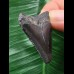 3,7 cm schwarzer Zahn des Megalodon 3,7 cm schwarzer Zahn des Megalodon