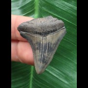 3,9 cm gemusterter Zahn des Megalodon
