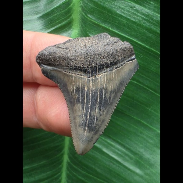 3,9 cm gemusterter Zahn des Megalodon 3,9 cm gemusterter Zahn des Megalodon