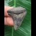 3,9 cm gemusterter Zahn des Megalodon 3,9 cm gemusterter Zahn des Megalodon