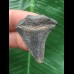 3,9 cm gemusterter Zahn des Megalodon 3,9 cm gemusterter Zahn des Megalodon