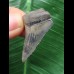 3,9 cm gemusterter Zahn des Megalodon 3,9 cm gemusterter Zahn des Megalodon