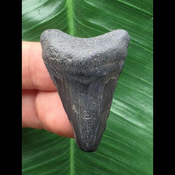 3,2cm schwarzer Zahn des Megalodon 3,2cm schwarzer Zahn des Megalodon