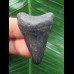3,2cm schwarzer Zahn des Megalodon 3,2cm schwarzer Zahn des Megalodon