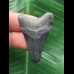 3,2cm schwarzer Zahn des Megalodon 3,2cm schwarzer Zahn des Megalodon
