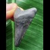 3,2cm schwarzer Zahn des Megalodon 3,2cm schwarzer Zahn des Megalodon