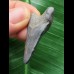 3,2cm schwarzer Zahn des Megalodon 3,2cm schwarzer Zahn des Megalodon