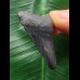 3,2cm schwarzer Zahn des Megalodon 3,2cm schwarzer Zahn des Megalodon
