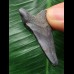 3,2cm schwarzer Zahn des Megalodon 3,2cm schwarzer Zahn des Megalodon