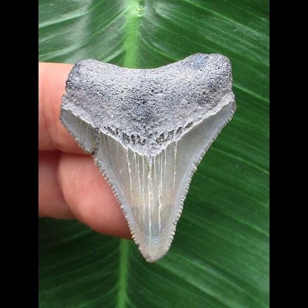 3,4 cm hellblauer Zahn des Megalodon 3,4 cm hellblauer Zahn des Megalodon