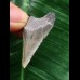 3,4 cm hellblauer Zahn des Megalodon 3,4 cm hellblauer Zahn des Megalodon