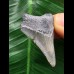 3,4 cm hellblauer Zahn des Megalodon 3,4 cm hellblauer Zahn des Megalodon