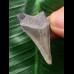 3,4 cm hellblauer Zahn des Megalodon 3,4 cm hellblauer Zahn des Megalodon