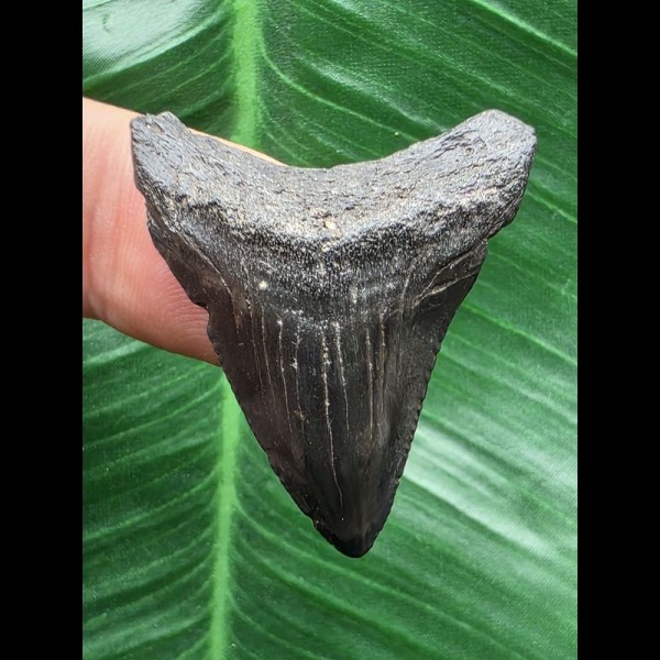 3,4 cm schwarzer Zahn des Megalodon 3,4 cm schwarzer Zahn des Megalodon