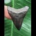 3,4 cm schwarzer Zahn des Megalodon 3,4 cm schwarzer Zahn des Megalodon