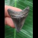 3,4 cm schwarzer Zahn des Megalodon 3,4 cm schwarzer Zahn des Megalodon