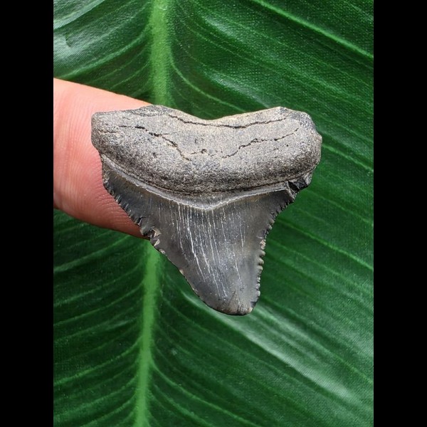 3,3 cm grauer Zahn des Megalodon 3,3 cm grauer Zahn des Megalodon