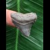 3,3 cm grauer Zahn des Megalodon 3,3 cm grauer Zahn des Megalodon