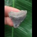 3,3 cm grauer Zahn des Megalodon 3,3 cm grauer Zahn des Megalodon