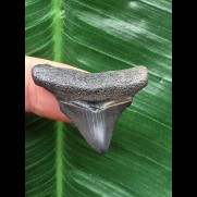 3,1 cm dunkler Zahn des Megalodon