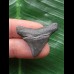 3,1 cm dunkler Zahn des Megalodon 3,1 cm dunkler Zahn des Megalodon